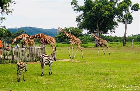 calauit safari park|coron to calauit travel time.